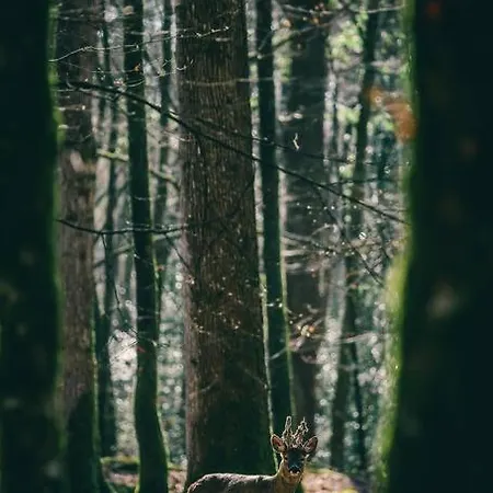 Forsthaus Am Wald Mit Garten & Feuerstelle Вилла Neu-Eichenberg